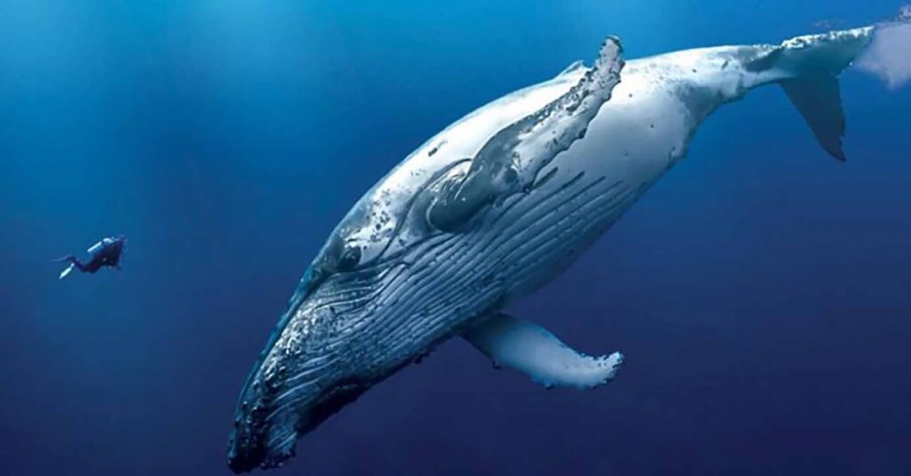 Sorprende hallazgo de subespecie de ballena azul
