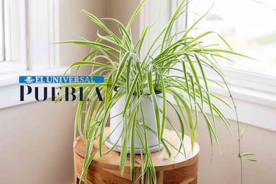 Conoce la planta perfecta que te ayudará a controlar la humedad de tu hogar