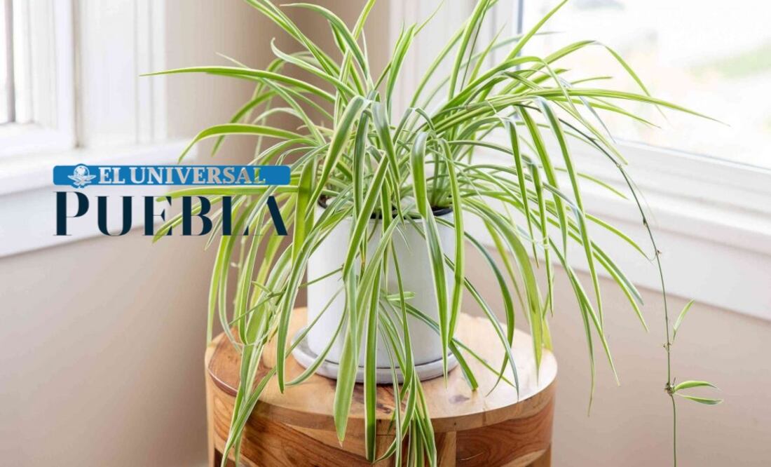 La planta araña, originaria de Sudáfrica, ha despertado el interés de jardineros, decoradores de interiores y ambientalistas.
Foto: Producción El Universal Puebla