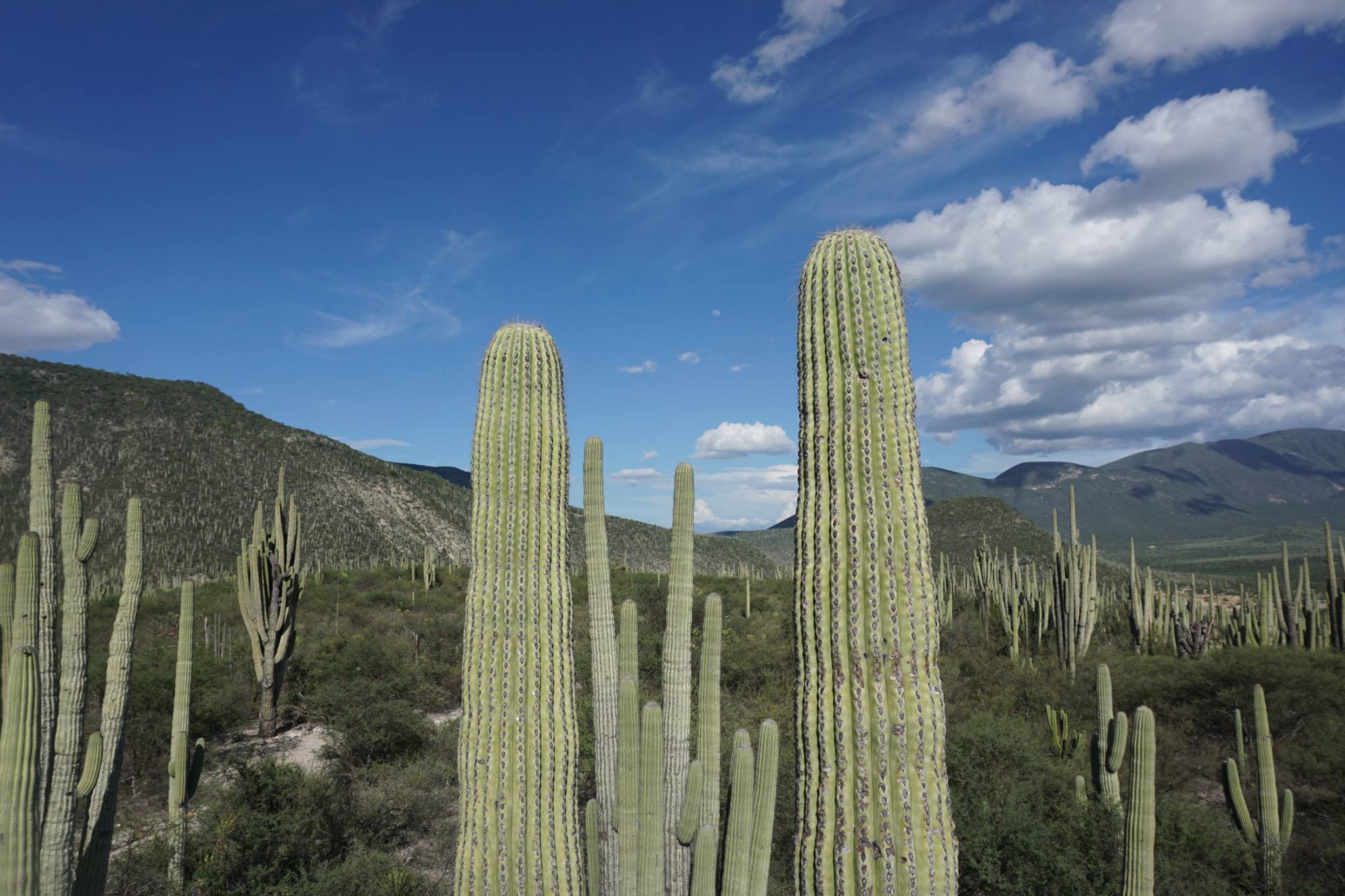 Fundación para la Reserva de la Biosfera Cuicatlán, A.C
