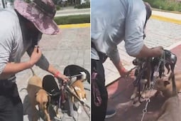 VIDEO | Acusan a paseador de perros de patear a una mascota en Lomas de Angelópolis