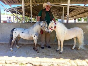 Cuánto cuesta un caballo miniatura, el negocio alterno de Vicente Fernández