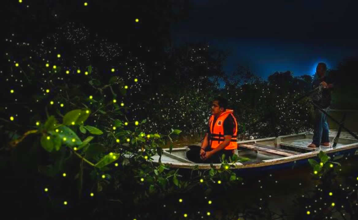 Festival de las Luciérnagas. Cuándo empieza el avistamiento en lanchas de la Presa La Soledad