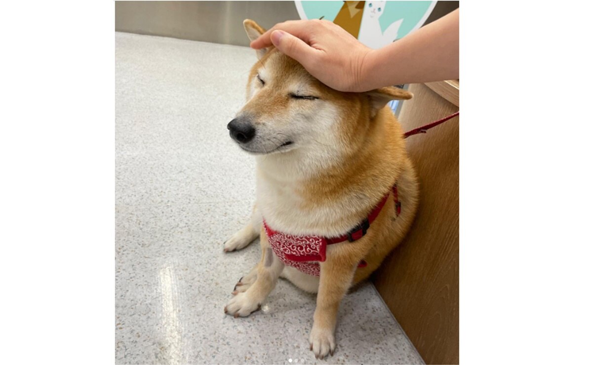 ¡No Cheems!, el perrito estrella de los memes está delicado de salud