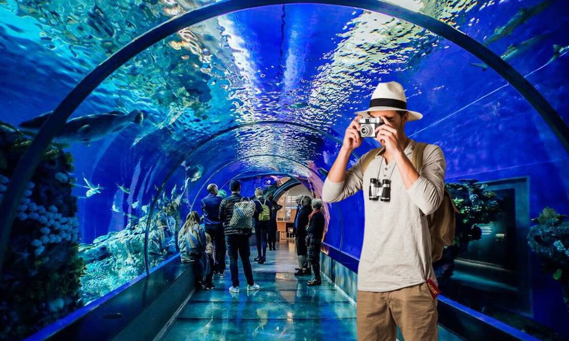 Así puedes llegar al Acuario Inbursa desde Puebla de manera rápida | Foto: Producción El Universal