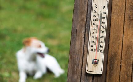 ¡Imprudentes! Dejan encerrado a perrito en auto pese a ola de calor en Puebla
