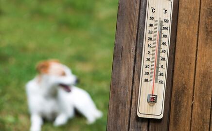 ¡Imprudentes! Dejan encerrado a perrito en auto pese a ola de calor en Puebla