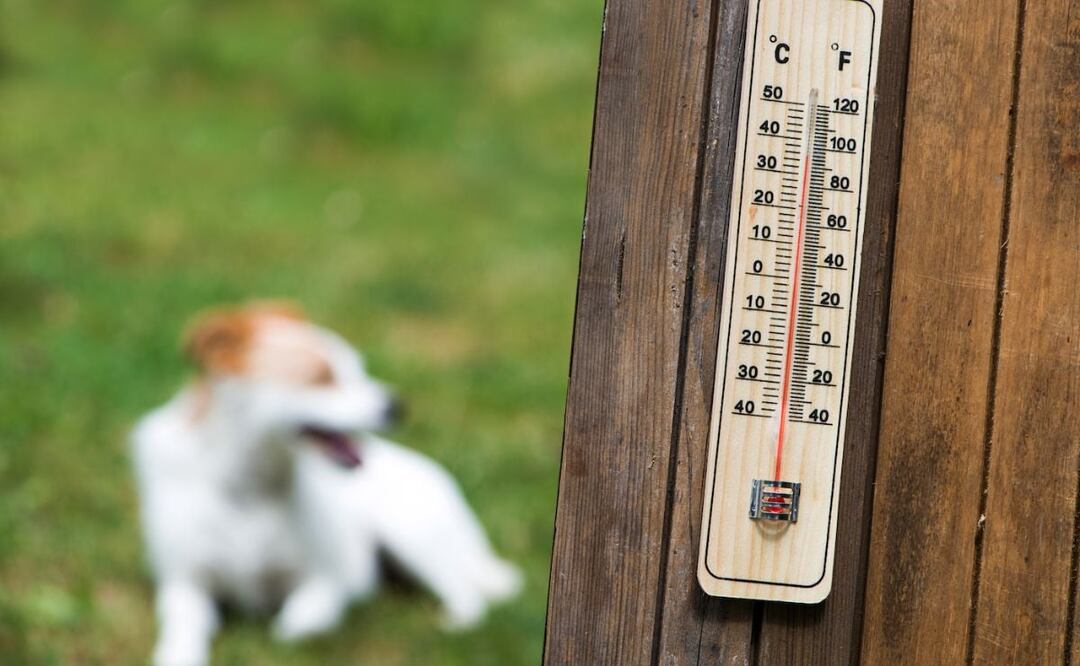 En redes sociales se denunció que un lomito estaba encerrado en un auto pese a las altas temperaturas registradas en Puebla | Foto: Enlace latino NC