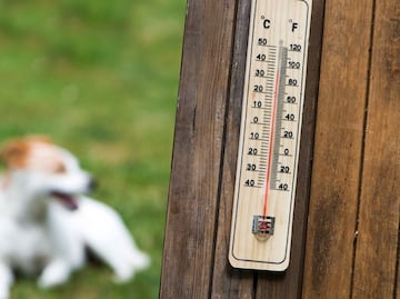 ¡Imprudentes! Dejan encerrado a perrito en auto pese a ola de calor en Puebla