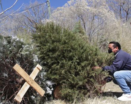 Consejos para conservar fresco tu árbol de Navidad 