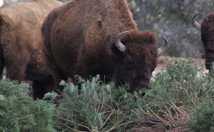 Africam Safari y Arboterra cambian pases dobles por árboles de Navidad