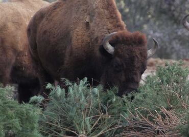 Africam Safari y Arboterra cambian pases dobles por árboles de Navidad
