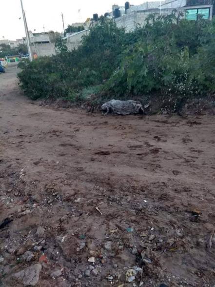 Localizan cadáver embolsado en la colonia Ignacio Mariscal
