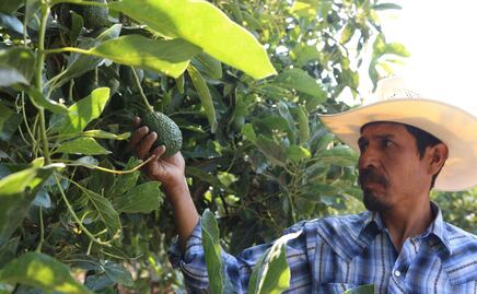 Estos son los tipos de aguacate que se dan en Puebla