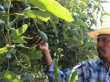 Estos son los tipos de aguacate que se dan en Puebla