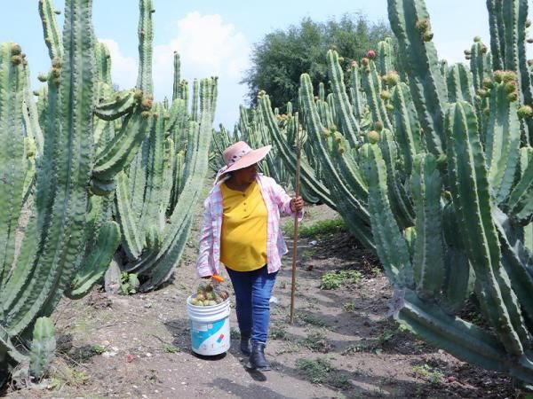 La pitaya poblana abre mercado en McAllen, Texas debido a la calidad del producto | Foto: Gobierno del Estado