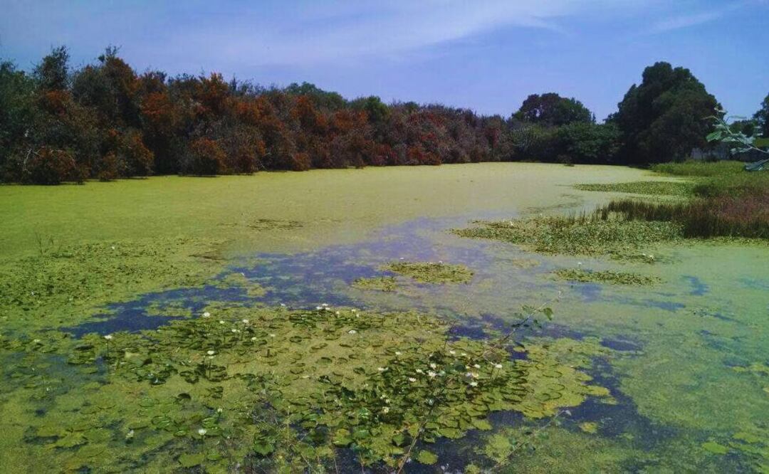 Uno de los jagüeyes más importantes se ubicaba en San Francisco Totimehuacán y pertenecía a la Ex Hacienda de San Juan Xilotzingo | Foto: Facebook Asociación Tepalcayotl A. C.