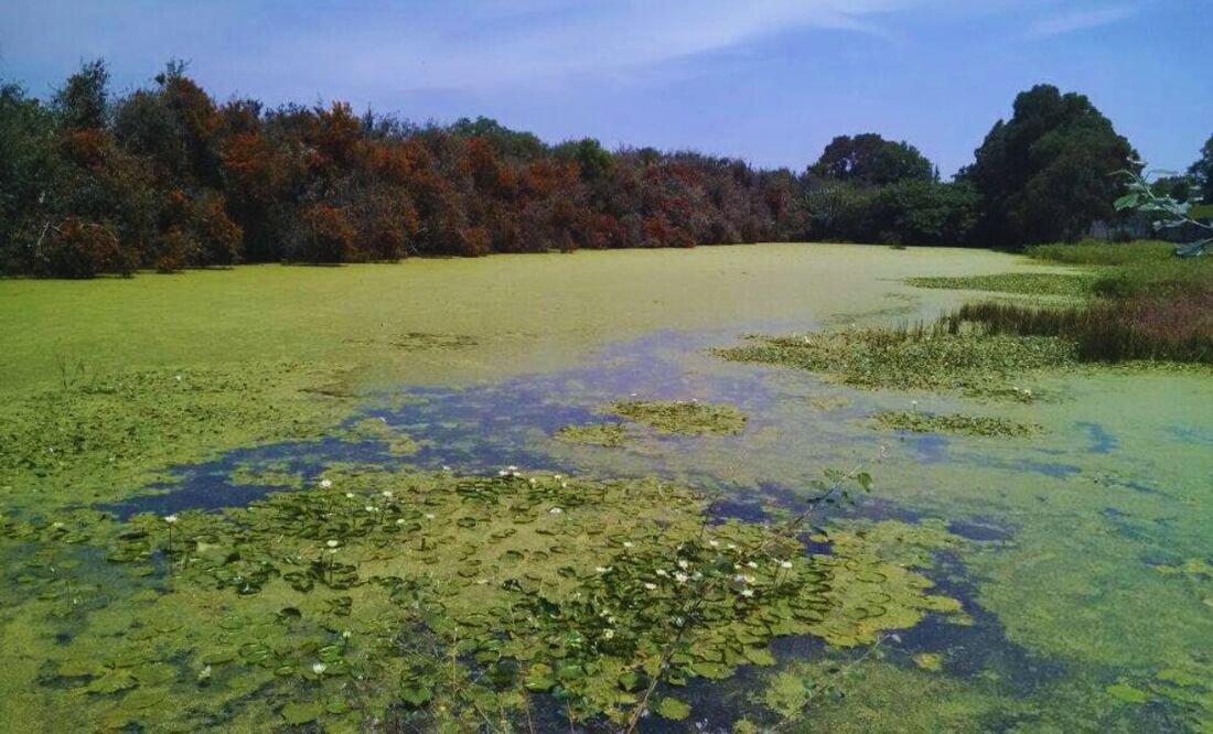 Uno de los jagüeyes más importantes se ubicaba en San Francisco Totimehuacán y pertenecía a la Ex Hacienda de San Juan Xilotzingo | Foto: Facebook Asociación Tepalcayotl A. C.