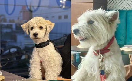 Estos son los 5 mejores restaurantes petfriendly en Puebla