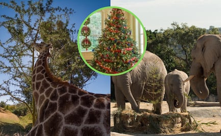 Africam Safari cambiará árboles de Navidad por entradas 2x1
