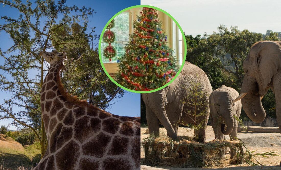 Africam Safari todos los años hace su campaña Verde Navidad | Foto: Africam Safari/URSA