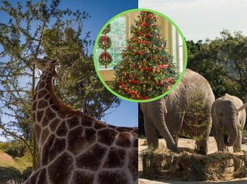 Africam Safari cambiará árboles de Navidad por entradas 2x1
