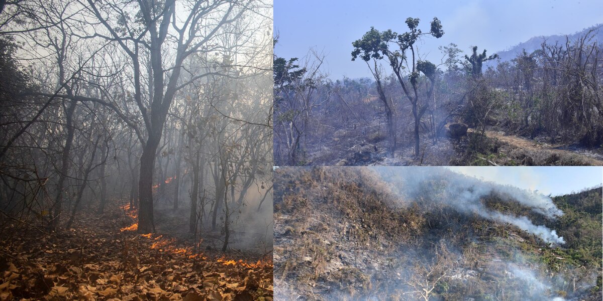Día del Medio Ambiente: Estas son las hectáreas de bosque que perdió Puebla por incendios en 2024