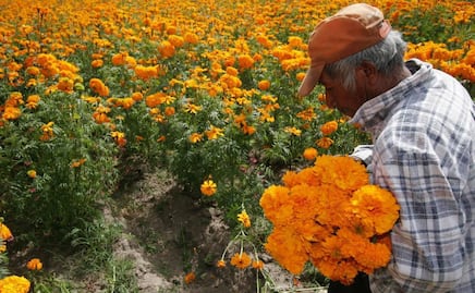 Puebla líder en producción de cempasúchil y terciopelo; concentra el 72% nacional