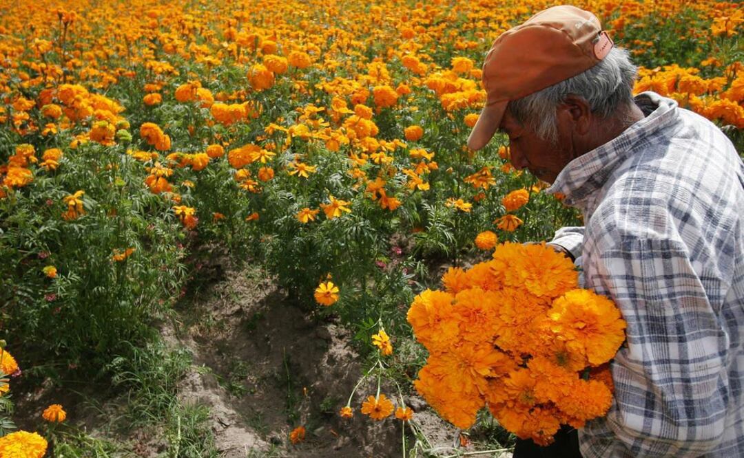 Las y los productores de la región de Atlixco han recibido apoyo a través de diversos programas destinados a la transformación del campo poblano | Foto: Gobierno de Puebla.