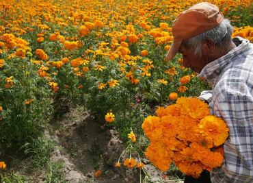 Puebla líder en producción de cempasúchil y terciopelo; concentra el 72% nacional