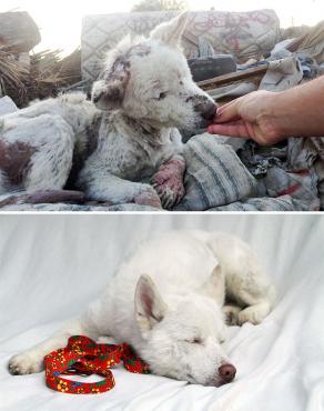Feliz Día del Perro. Fotos sorprendentes del antes y después de su adopción