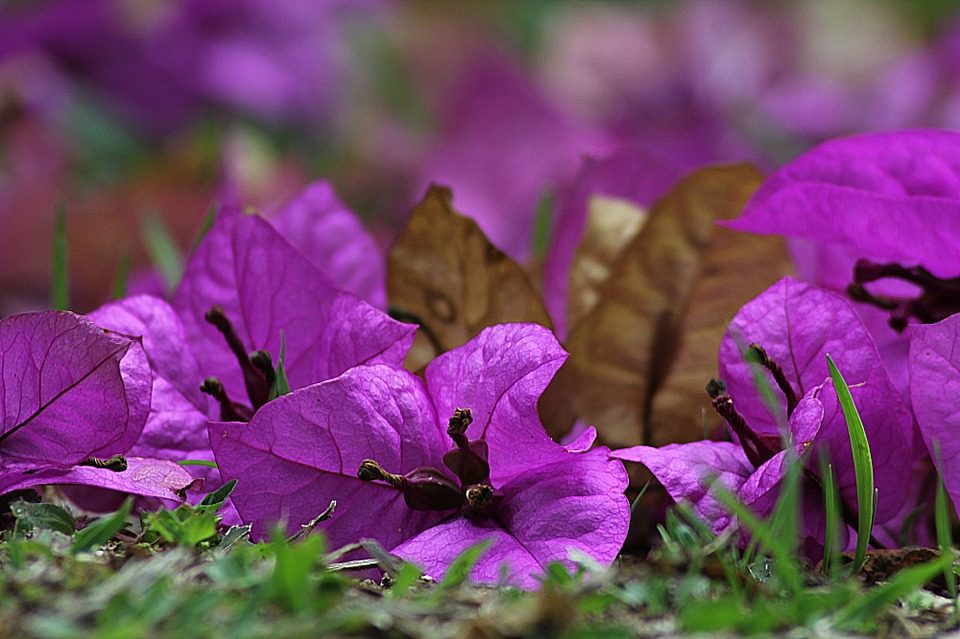 Las flores moradas pueden regalarse a cualquier persona especial en tu vida: desde tu pareja, un amigo cercano, un familiar hasta incluso a ti mismo.
Foto: Producción El Universal Puebla