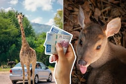 ¿Cuánto costará la entrada a Africam Safari en verano 2026?
