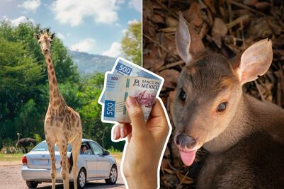 ¿Cuánto costará la entrada a Africam Safari en verano 2026?