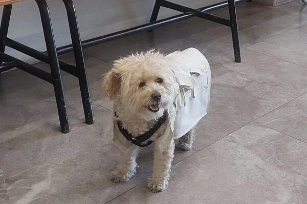 VIDEO | Perrita "funcionaria de casilla" se hace viral en Puebla