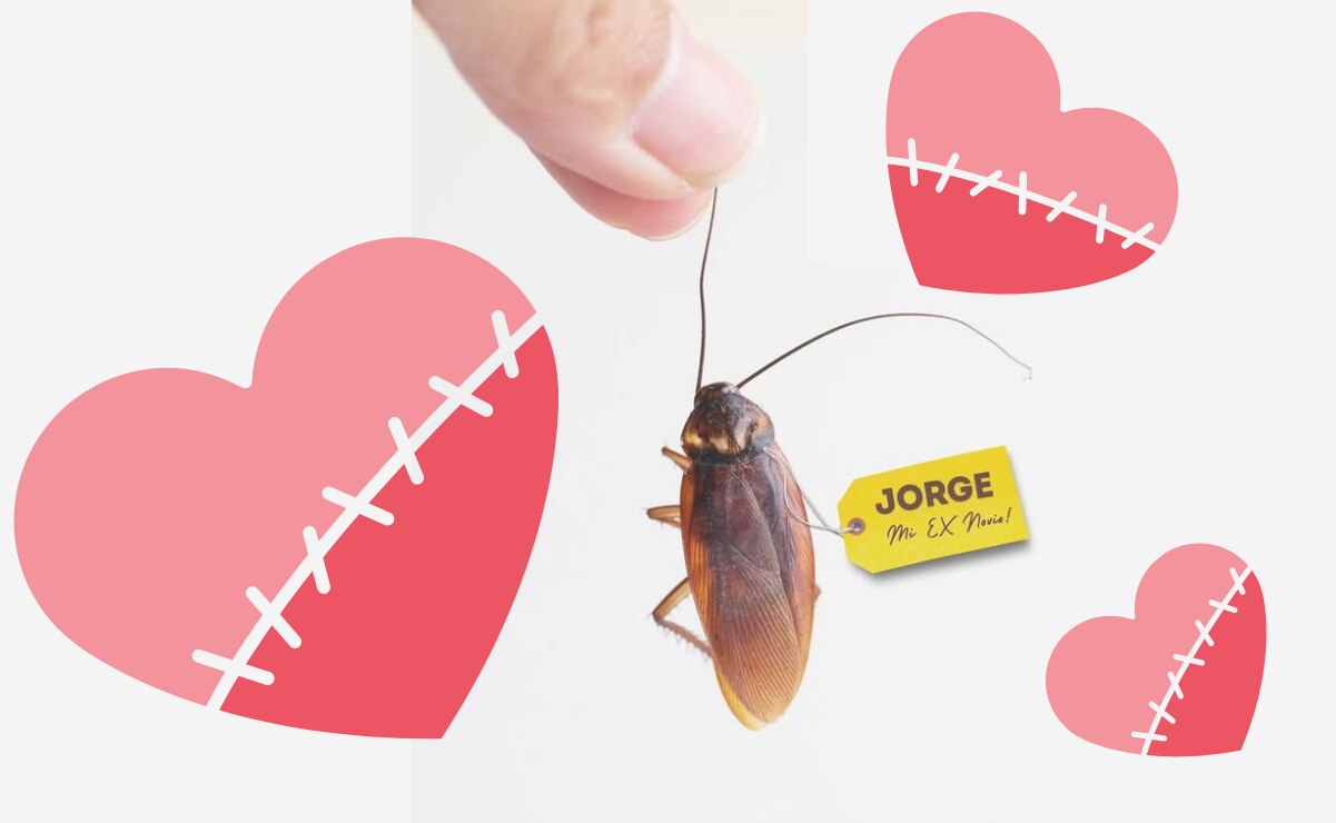 En este zoológico de México puedes ponerle el nombre de tu cucaracho a un insecto o roedor