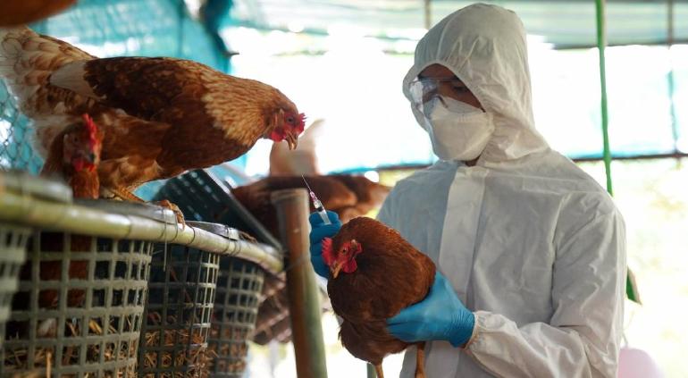 De acuerdo con la Organización Panamericana de la Salud (OPS), la gripe aviar puede manifestarse en diferentes grados de patogenicidad dependiendo del subtipo.

Foto: Producción El Universal Puebla