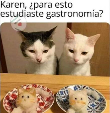 Día Mundial del Gato 2022. No le busques tres memes al gato, sabiendo que tiene cuatro