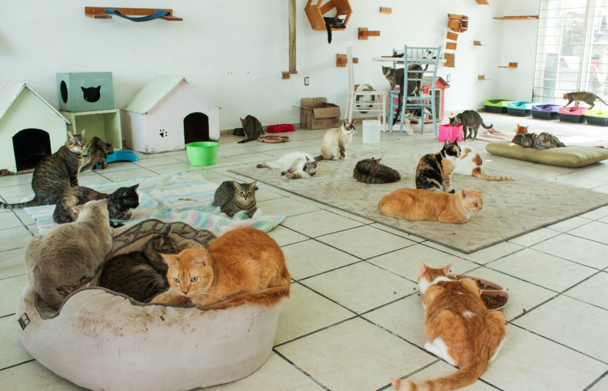Cuidar a nuestro gato nos dará varios beneficios | ES IMAGEN