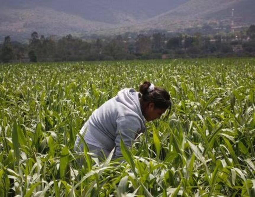 Cerca de 2 millones de personas en Puebla son mujeres rurales | Foto: Archivo El Universal