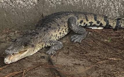 ¡Qué susto! Maestros capturan cocodrilo en preescolar de Amozoc