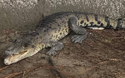 ¡Qué susto! Maestros capturan cocodrilo en preescolar de Amozoc