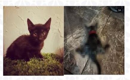 Obtuvo FGE la vinculación a proceso de probable responsable de crueldad animal en Huauchinango