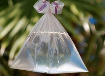 Así puedes alejar a las moscas de tu cocina de forma natural y sin químicos