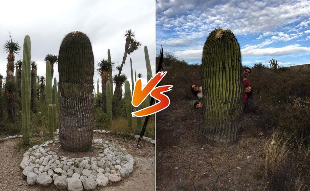 Puebla y Guanajuato se distinguen por sus ricas poblaciones de cactus | Foto: EsImagen / Las 50 Maravillas de Guanajuato