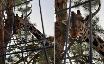 Jirafa Benito: Así va el caso del animal que Africam Safari busca rescatar