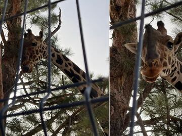 Jirafa Benito: Así va el caso del animal que Africam Safari busca rescatar