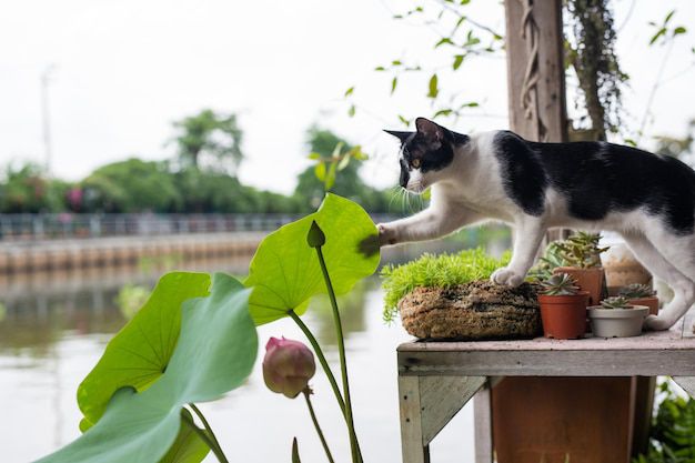 Plantas tóxicas para gatos que debes conocer. Fuente: Freepik.