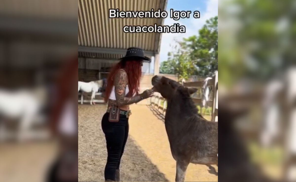 VIDEO Igor, la mula miniatura que rescató Elena Larrea, llora desconsolado en Cuacolandia