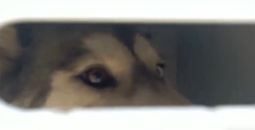 ¡Final feliz! rescatan a perrito maltratado en Loma Linda